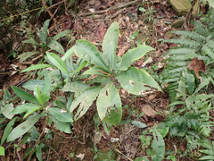 Amischotolype glabrata, photograph (c) John Baur, some rights reserved (CC BY)