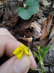 Viola eriocarpa