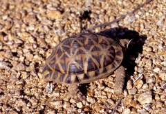 Psammobates tentorius verroxii