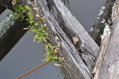 Pleopeltis minima