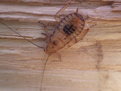 Drymaplaneta semivitta