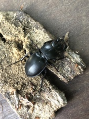 Pasimachus elongatus