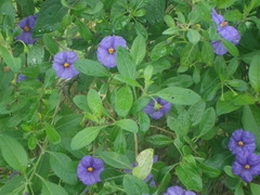 Lycianthes lycioides