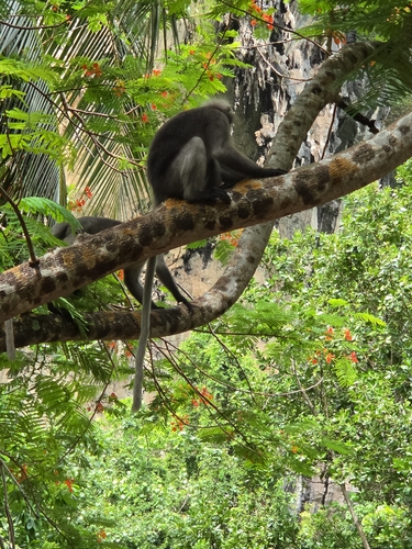 Dusky Leaf Monkey