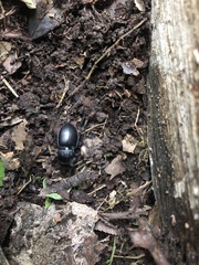 Pasimachus elongatus