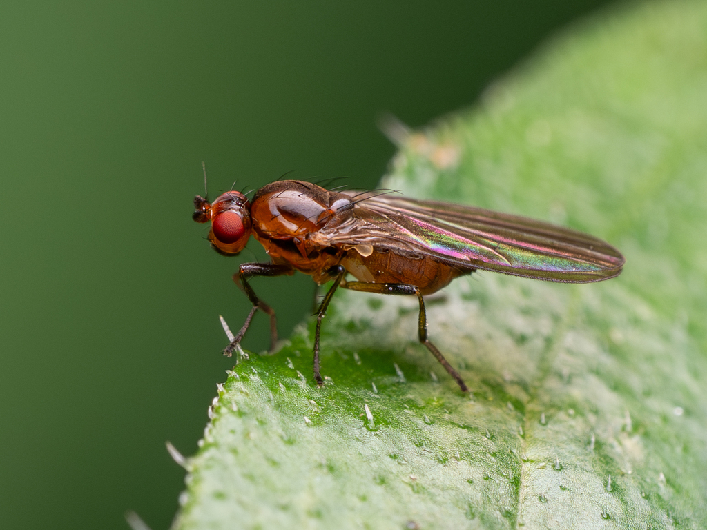 Borboroides