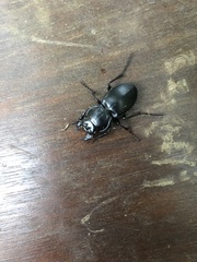 Pasimachus elongatus