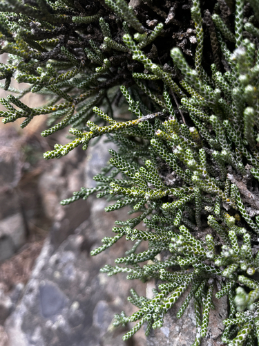 Helichrysum simpsonii, photograph 5