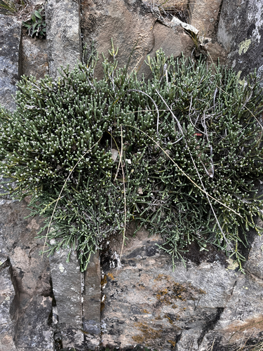Helichrysum simpsonii, photograph 4