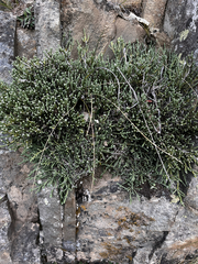 Helichrysum simpsonii, photograph (c) Ben, some rights reserved (CC BY)