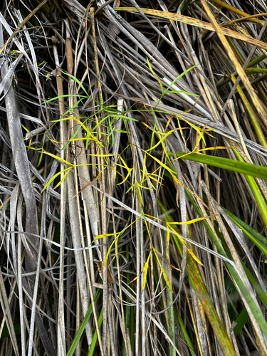 Anisotome filifolia observed 2026-05-31