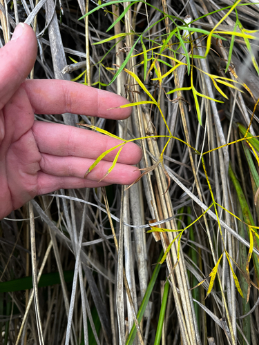 Anisotome filifolia, photograph 4