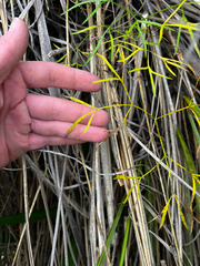 (c) Ben, some rights reserved (CC BY) Anisotome filifolia, photograph (c) Ben, some rights reserved (CC BY)