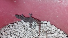 Phyllodactylus bordai