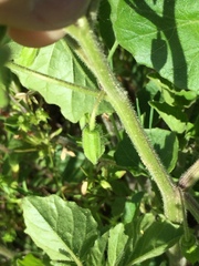 Physalis heterophylla