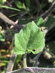 Physalis heterophylla