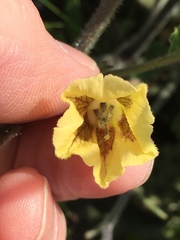 Physalis heterophylla