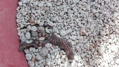 Phyllodactylus bordai