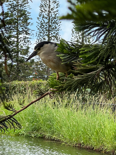 Black-crowned Night Heron