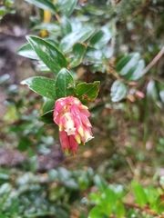 Cavendishia bracteata, photograph (c) Carlos Torrente, some rights reserved (CC BY)