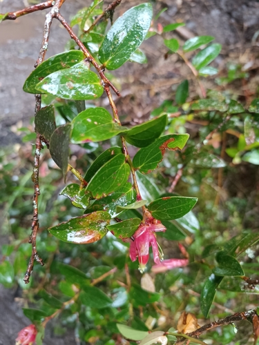 Cavendishia bracteata, photograph 3