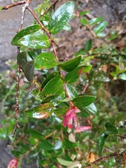 Cavendishia bracteata, photograph (c) Carlos Torrente, some rights reserved (CC BY)