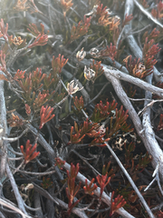 Dracophyllum pronum