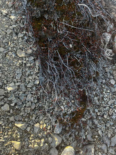Dracophyllum pronum, photograph 2