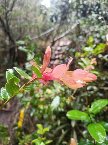 Cavendishia bracteata, photograph 4