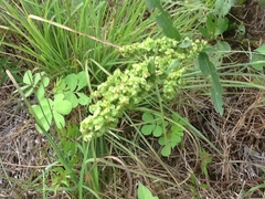 Rumex altissimus