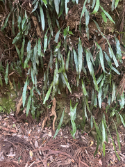 Deparia lancea, photograph (c) 岸本年郎, some rights reserved (CC BY)