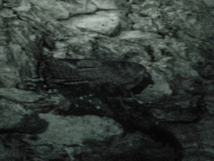 Steatornis caripensis