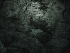 Steatornis caripensis