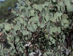 Arctostaphylos viscida pulchella
