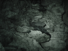 Steatornis caripensis