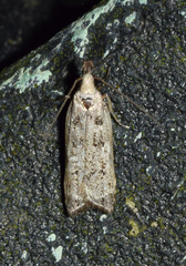 Dichomeris inversella