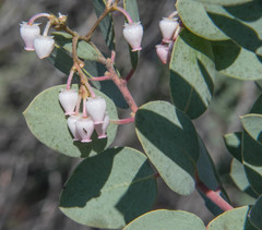 Arctostaphylos viscida pulchella