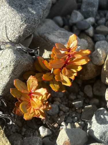 Epilobium pycnostachyum observed 2026-05-30