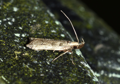 Dichomeris inversella