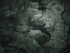 Steatornis caripensis