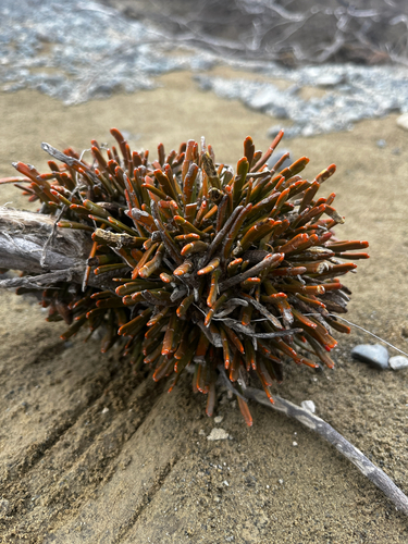 Carmichaelia monroi, photograph 1