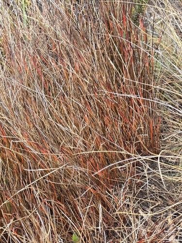 Schoenus pauciflorus, photograph 1