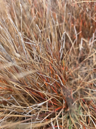 Schoenus pauciflorus, photograph 2