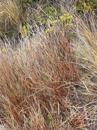 Schoenus pauciflorus, photograph 3