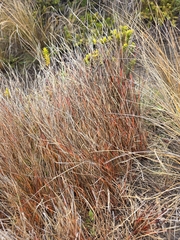 Schoenus pauciflorus, photograph author not stated, no rights reserved