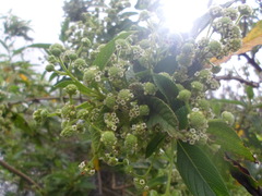 Lippia hirsuta