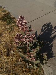 Asclepias macroura