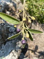 Cestrum tomentosum