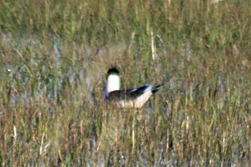 iNaturalist: (c) Dan Cozart, some rights reserved (CC BY-NC), uploaded by Dan Cozart iNaturalist image