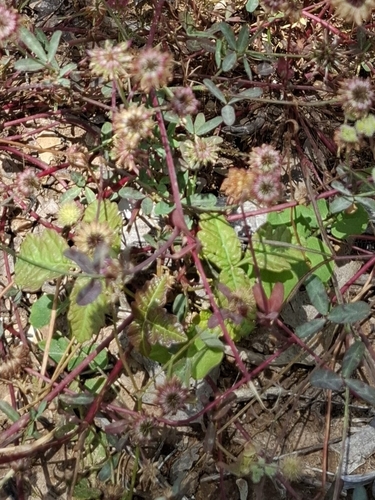 Trifolium ciliolatum, photograph 5